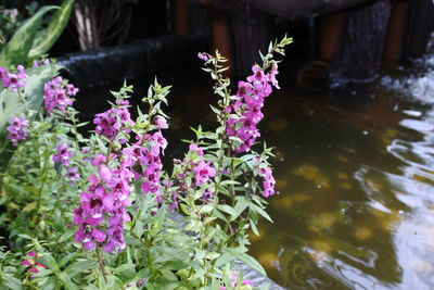 Close-up of purple flowering plants