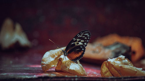 Close-up of butterfly on leaf