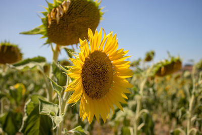 Close-up of sunflower against sky