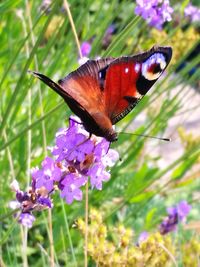 Close-up of butterfly pollinating on purple flower