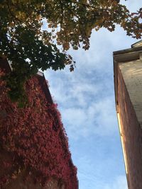 Low angle view of trees against sky