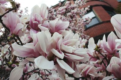 Close-up of pink flowers in city