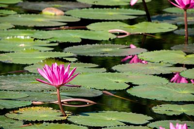 Lotus water lily in lake