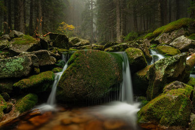 Waterfall in a misty forest i
