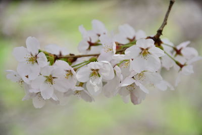 Close-up of white flowers on tree