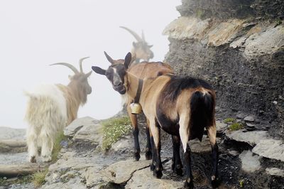 Goat standing on rock