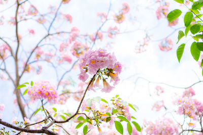 Pink trumpet shrub flowering tree blossom on green leaves, pink tecoma or tabebuia rosea plant