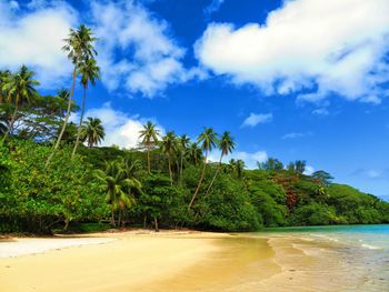 Scenic view of palm trees on beach against sky