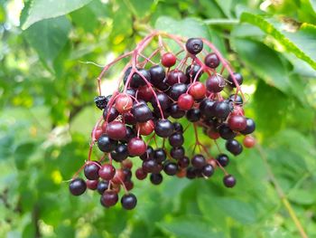 Close-up of berries growing on tree