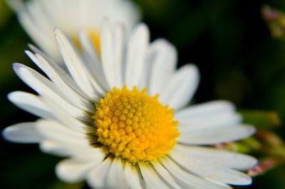 Close-up of white daisy blooming outdoors