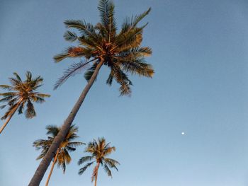 Low angle view of palm trees against blue sky