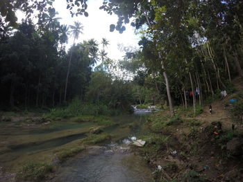 Scenic view of river amidst trees in forest