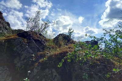 Low angle view of trees against sky