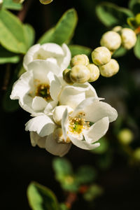 Close-up of white flowering plant