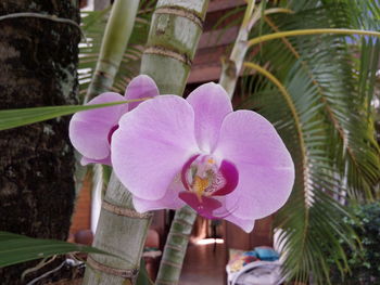 Close-up of pink orchid flower