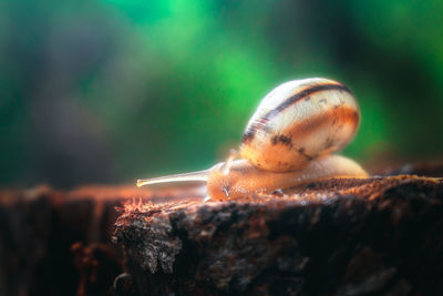 Close-up of snail on rock