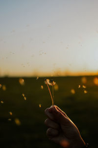 Close-up of hand holding plant against sky during sunset