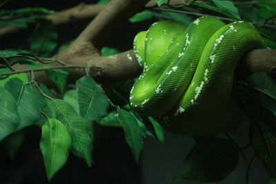 Close-up of green lizard on plant