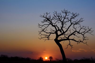 Silhouette of trees at sunset