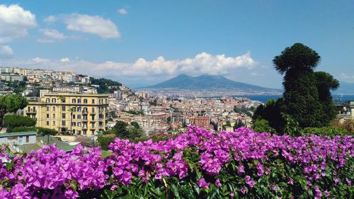 View of flowering plants and buildings against sky