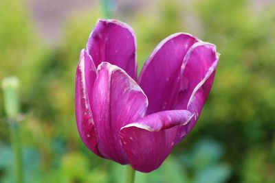 Close-up of pink flower blooming outdoors