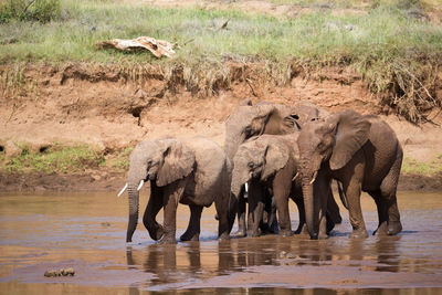 View of elephant drinking water in lake