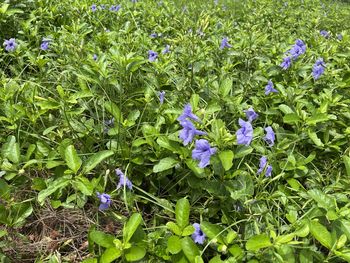 plant