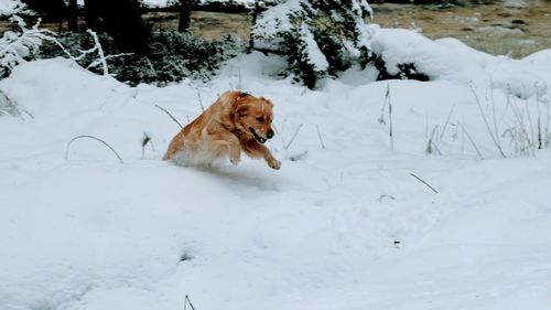 Dog on field during winter