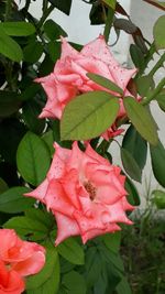 Close-up of pink hibiscus blooming outdoors