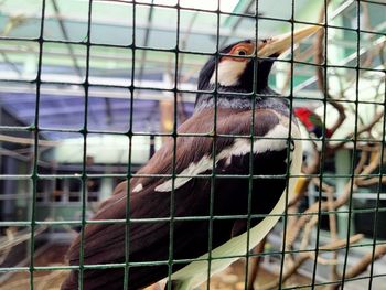 Close-up of bird in cage at zoo