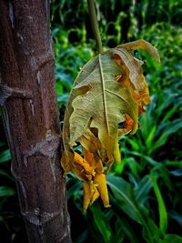 Close-up of butterfly on plant