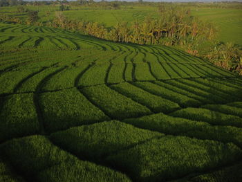 Scenic view of agricultural field