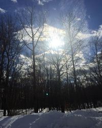 Low angle view of trees against sky during winter