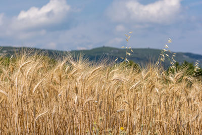 Wheat field against sky