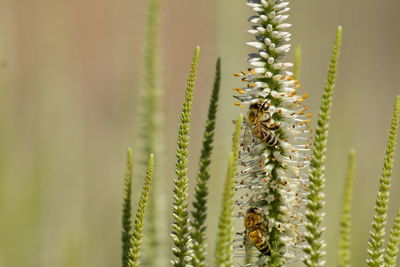 Close-up of succulent plant