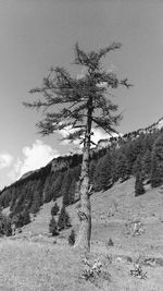 Tree on mountain against sky