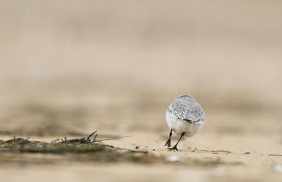 Close-up of frozen water on beach