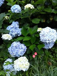 High angle view of hydrangea blooming outdoors