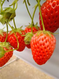 Close-up of strawberries on table