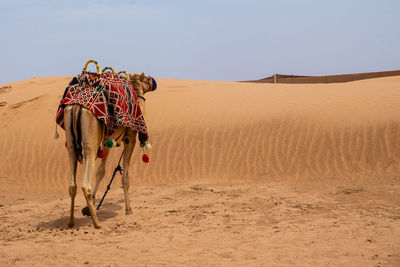 View of a desert