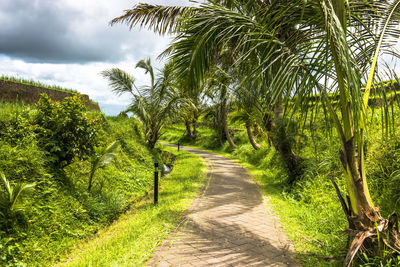 Footpath amidst palm trees against sky