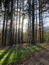 Trees growing in forest