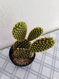 High angle view of succulent plant on table at home