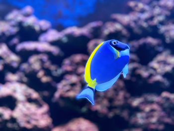 Blue fish swimming in sea