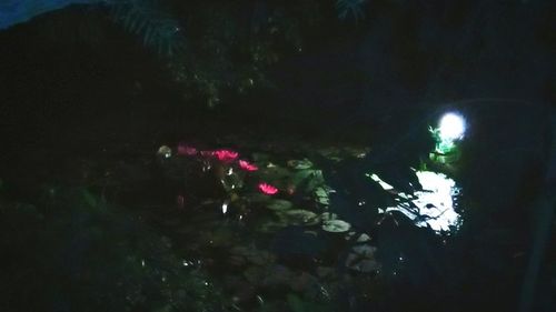 Close-up of illuminated tree at night