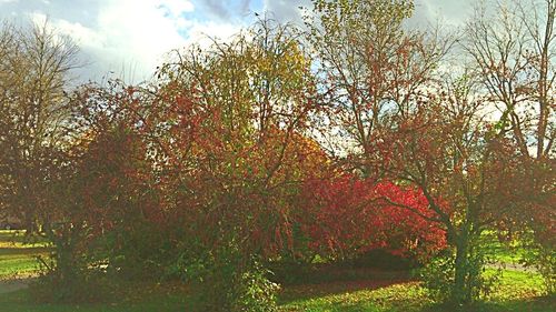 Trees growing on landscape