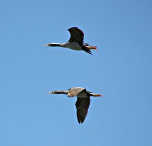 Low angle view of birds flying against clear blue sky