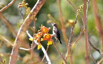 Bird perching on a branch