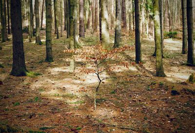 Trees in forest