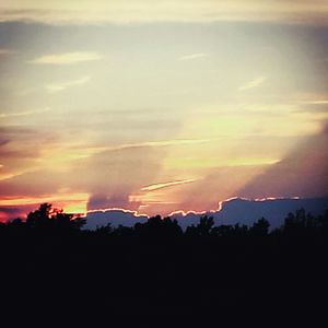 Silhouette of trees at sunset